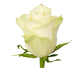 گل رز هلندی آتنا